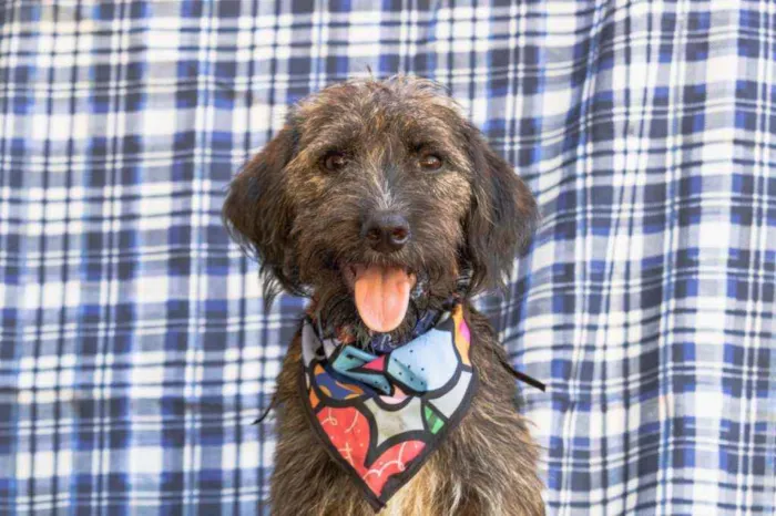 Cachorro ra a SRD idade 1 ano nome Jeremias 