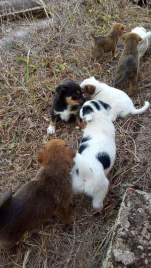 Cachorro raça SRD  idade 2 a 6 meses nome Filhotes 