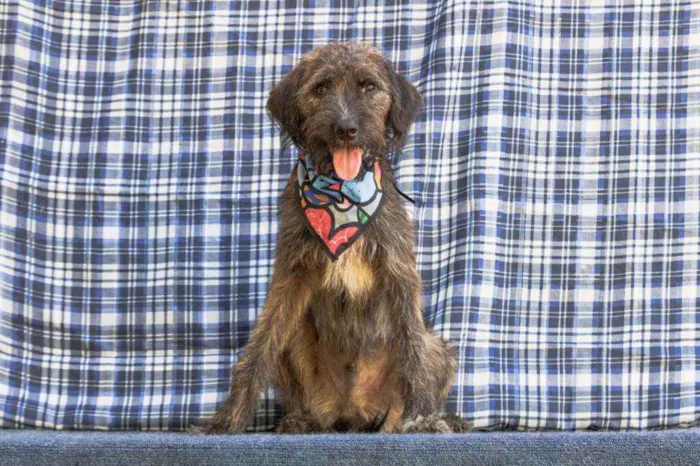 Cachorro ra a SRD idade 1 ano nome Jeremias 