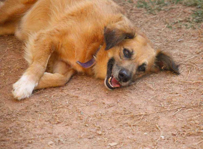 Cachorro ra a SRD  idade 3 anos nome Tobby