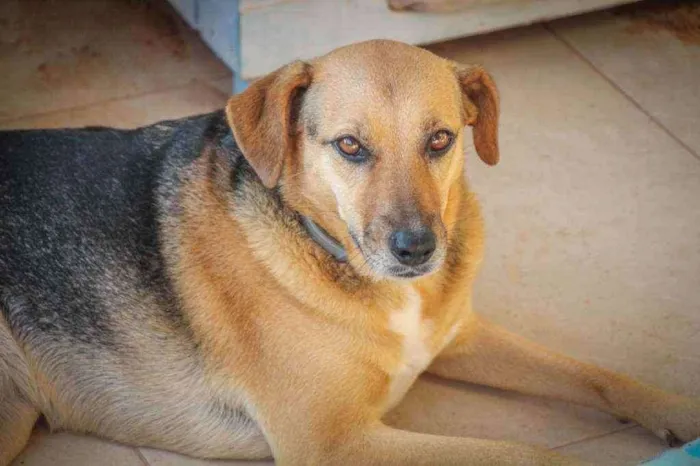 Cachorro ra a SRD  idade 3 anos nome Bombom 