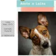 LAIKA
