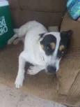 Toby