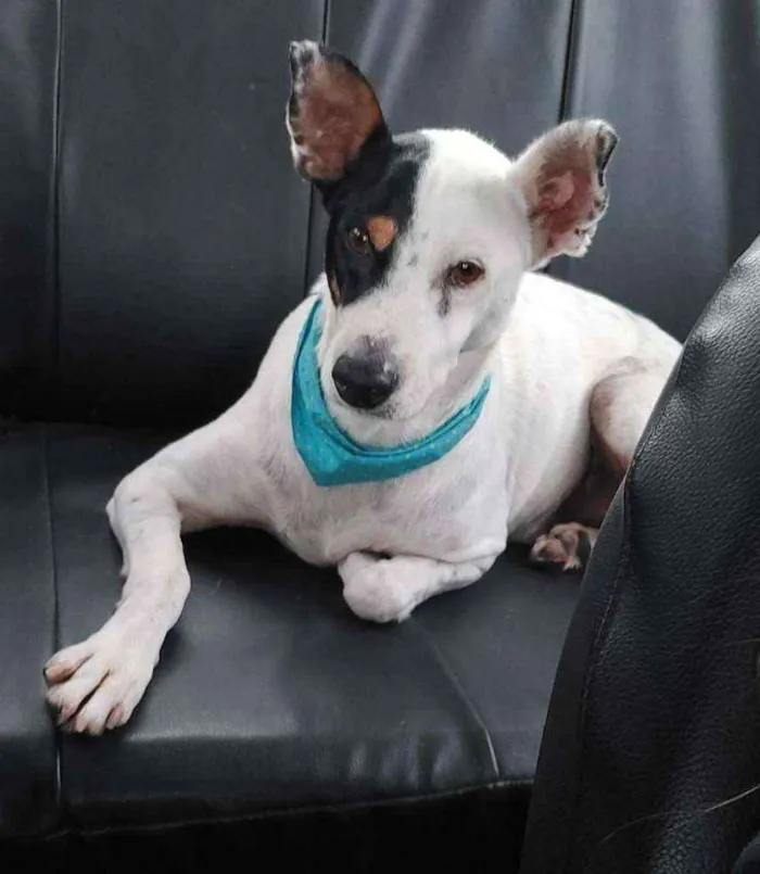 Cachorro ra a SRD  idade 2 anos nome Barth 