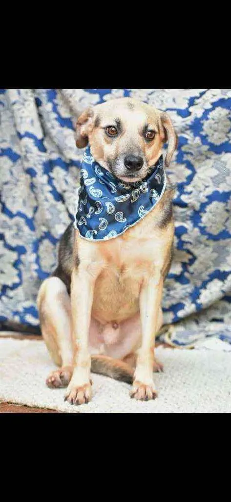 Cachorro ra a SRD idade 4 anos nome Edie