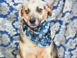 Cachorro raça SRD idade 4 anos nome Edie