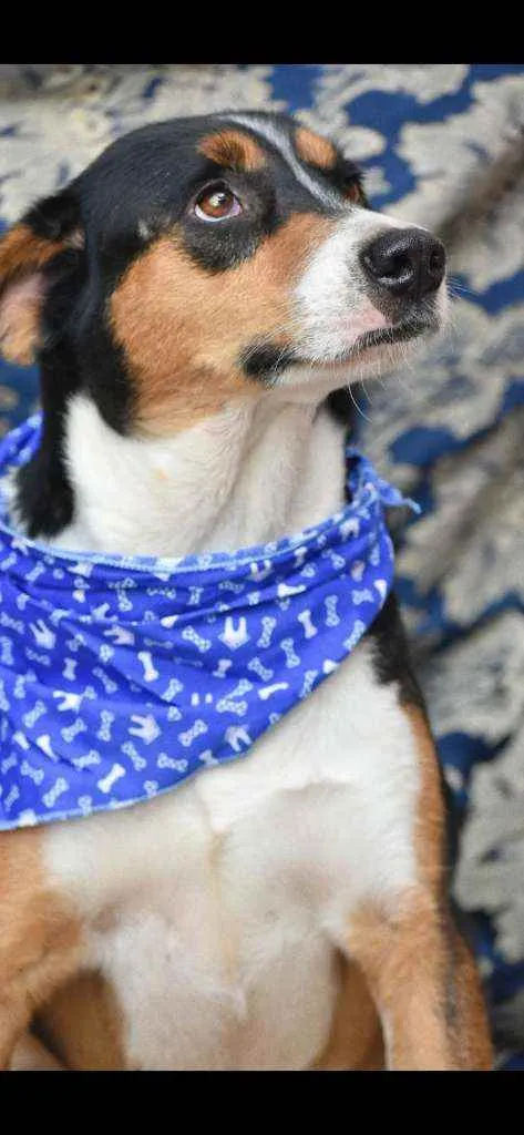Cachorro ra a SRD idade 4 anos nome Gonzalo 