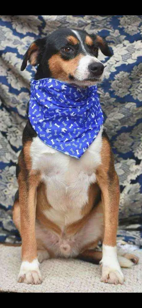 Cachorro ra a SRD idade 4 anos nome Gonzalo 