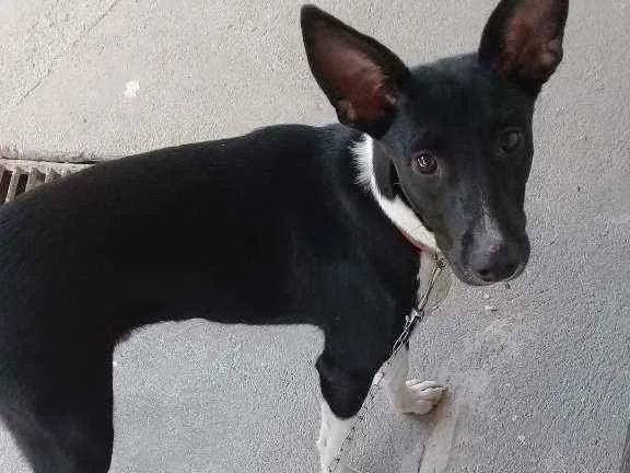 Cachorro raça Sem raça definida idade 2 a 6 meses nome Sem nome