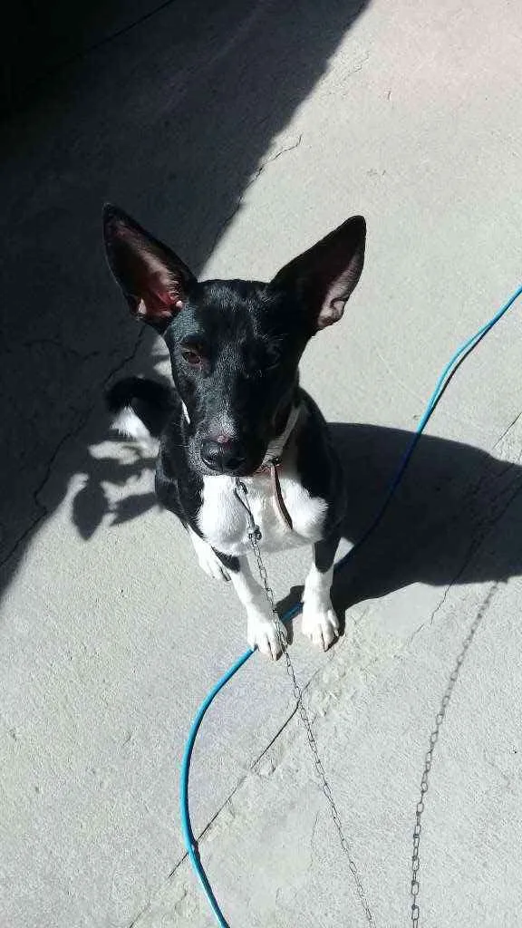 Cachorro raça Sem raça definida idade 2 a 6 meses nome Sem nome