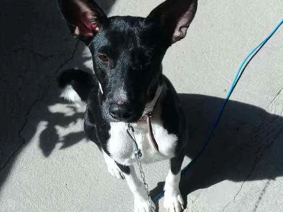 Cachorro raça Sem raça definida idade 2 a 6 meses nome Sem nome