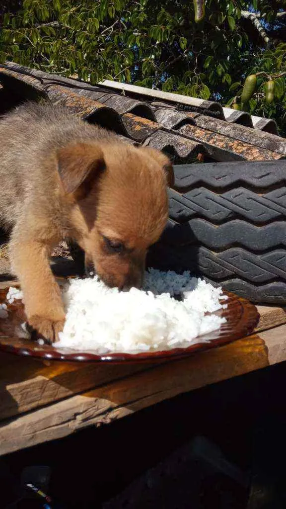 Cachorro raça Sem raça definida  idade 2 a 6 meses nome Dalila 