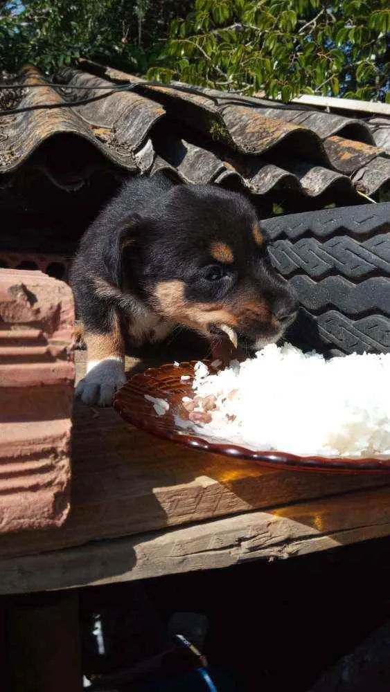 Cachorro raça Sem raça definida  idade 2 a 6 meses nome Izzie 