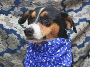 Cachorro raça SRD idade 4 anos nome Gonzalo 