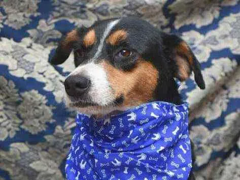 Cachorro ra a SRD idade 4 anos nome Gonzalo 