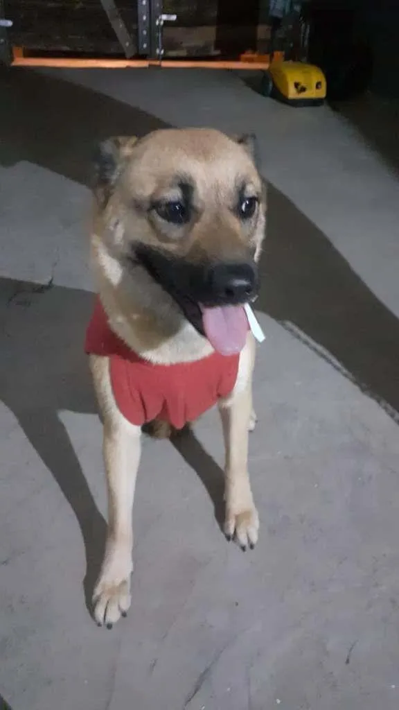 Cachorro ra a SRD-ViraLata idade 5 anos nome Babaloo