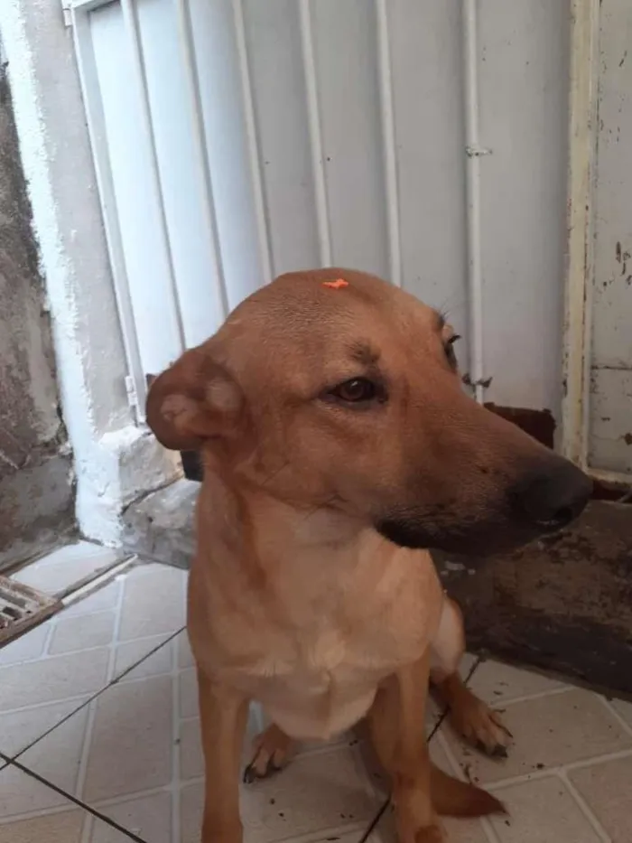 Cachorro ra a SRD-ViraLata idade 4 anos nome Princesa