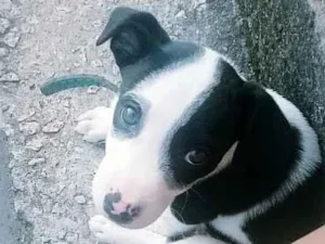 Cachorro raça Vira lata  idade 2 a 6 meses nome Dudu 