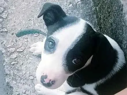 Cachorro raça Vira lata  idade 2 a 6 meses nome Dudu 