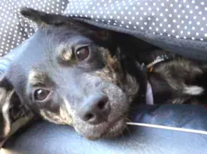 Cachorro raça Sem raça definida  idade 2 a 6 meses nome Oreo