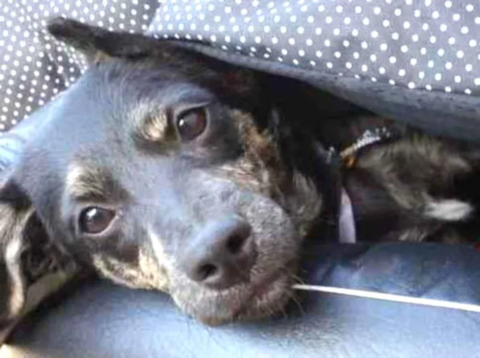 Cachorro ra a Sem raça definida  idade 2 a 6 meses nome Oreo