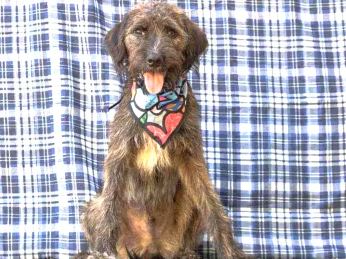 Cachorro ra a SRD idade 1 ano nome Jeremias 