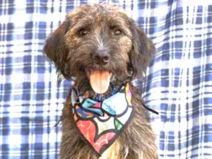 Cachorro raça SRD idade 1 ano nome Jeremias 