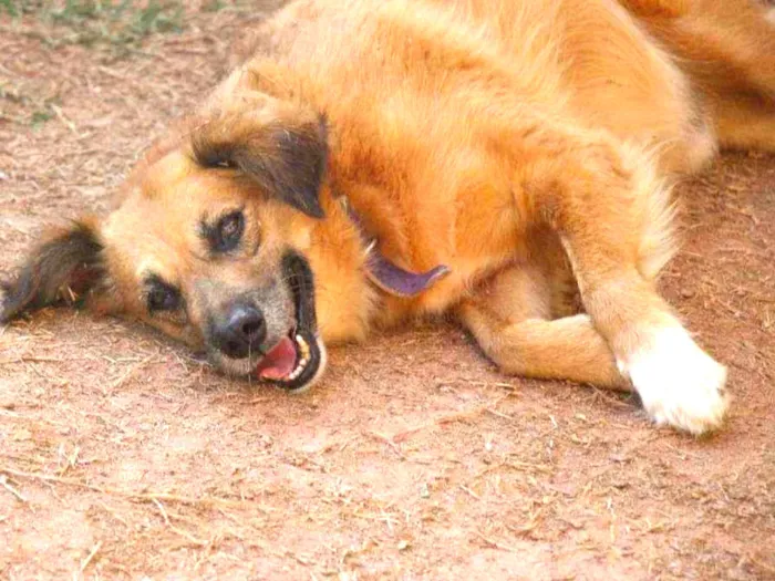 Cachorro ra a SRD  idade 3 anos nome Tobby