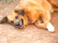 Tobby