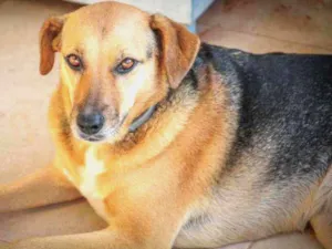 Cachorro raça SRD  idade 3 anos nome Bombom 