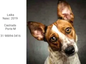 Cachorro raça SRD idade 2 anos nome LAIKA