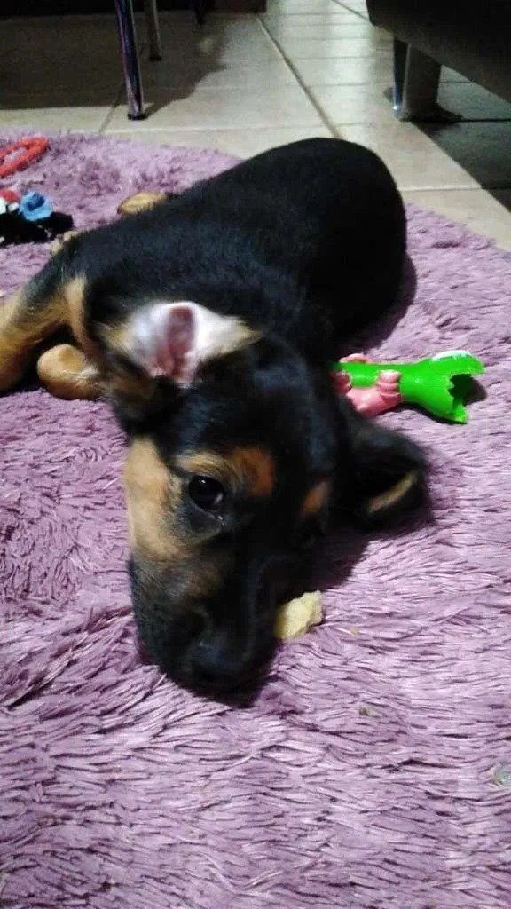 Cachorro ra a SRD-ViraLata idade 2 a 6 meses nome Docinho