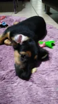 Docinho