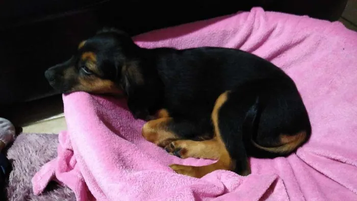 Cachorro ra a SRD-ViraLata idade 2 a 6 meses nome Docinho