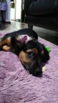 Docinho