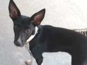 Cachorro raça Sem raça definida idade 2 a 6 meses nome Sem nome