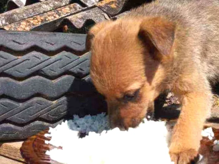 Cachorro raça Sem raça definida  idade 2 a 6 meses nome Luke 
