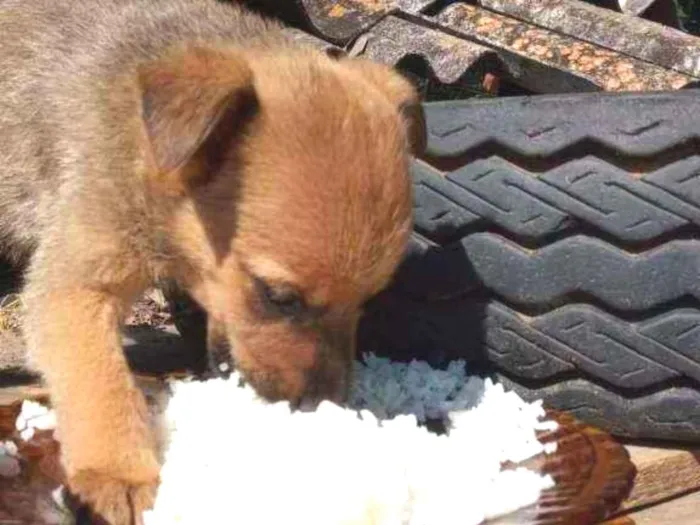 Cachorro raça Sem raça definida  idade 2 a 6 meses nome Mark 