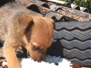 Cachorro raça Sem raça definida  idade 2 a 6 meses nome Dalila 