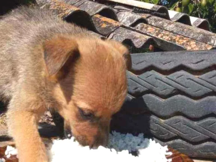 Cachorro raça Sem raça definida  idade 2 a 6 meses nome Dalila 