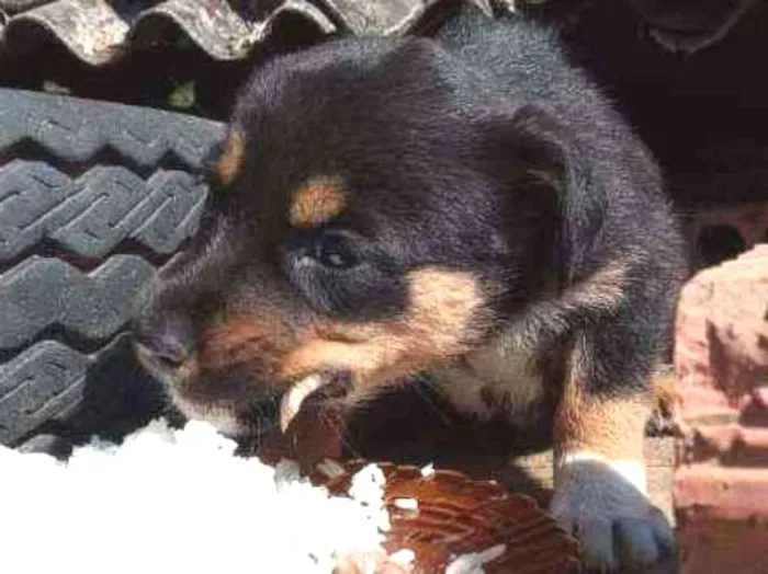 Cachorro raça Sem raça definida  idade 2 a 6 meses nome Izzie 