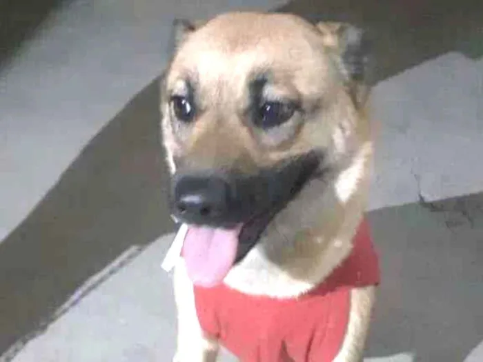 Cachorro ra a SRD-ViraLata idade 5 anos nome Babaloo