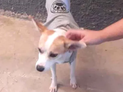 Cachorro raça SRD-ViraLata idade 2 anos nome Vicenzo