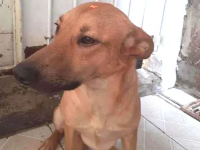 Cachorro raça SRD-ViraLata idade 4 anos nome Princesa