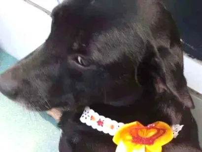 Cachorro raça SRD-ViraLata idade 4 anos nome Maju