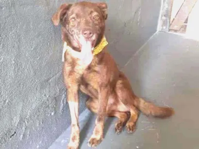 Cachorro raça SRD-ViraLata idade 4 anos nome Tobias