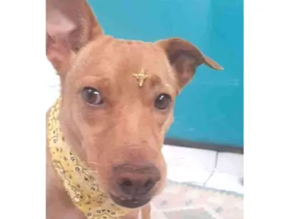 Cachorro raça SRD-ViraLata idade 3 anos nome Melo