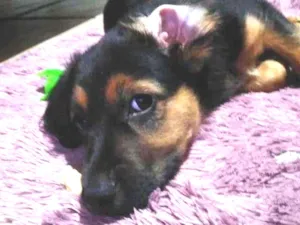 Cachorro raça SRD-ViraLata idade 2 a 6 meses nome Docinho