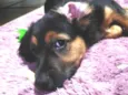 Docinho