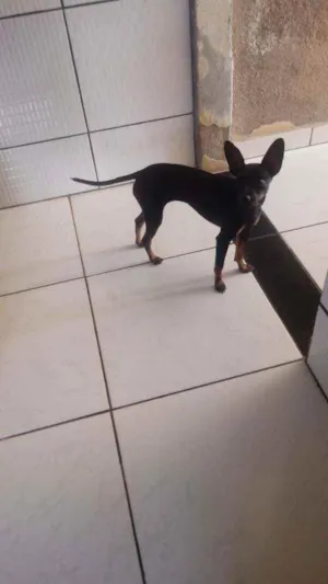 Cachorro raça Vira Lata idade 7 a 11 meses nome Suki